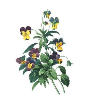 Instant Wall Art Vibrant Botanical Prints- 45 Ready-to-Frame Illustrations for Your Home D&eacute;cor by Adams Media Corporation