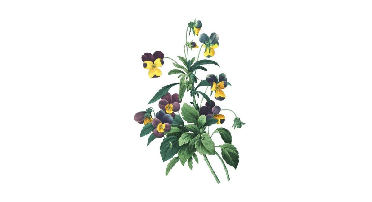 Instant Wall Art Vibrant Botanical Prints- 45 Ready-to-Frame Illustrations for Your Home Decor by Adams Media Corporation