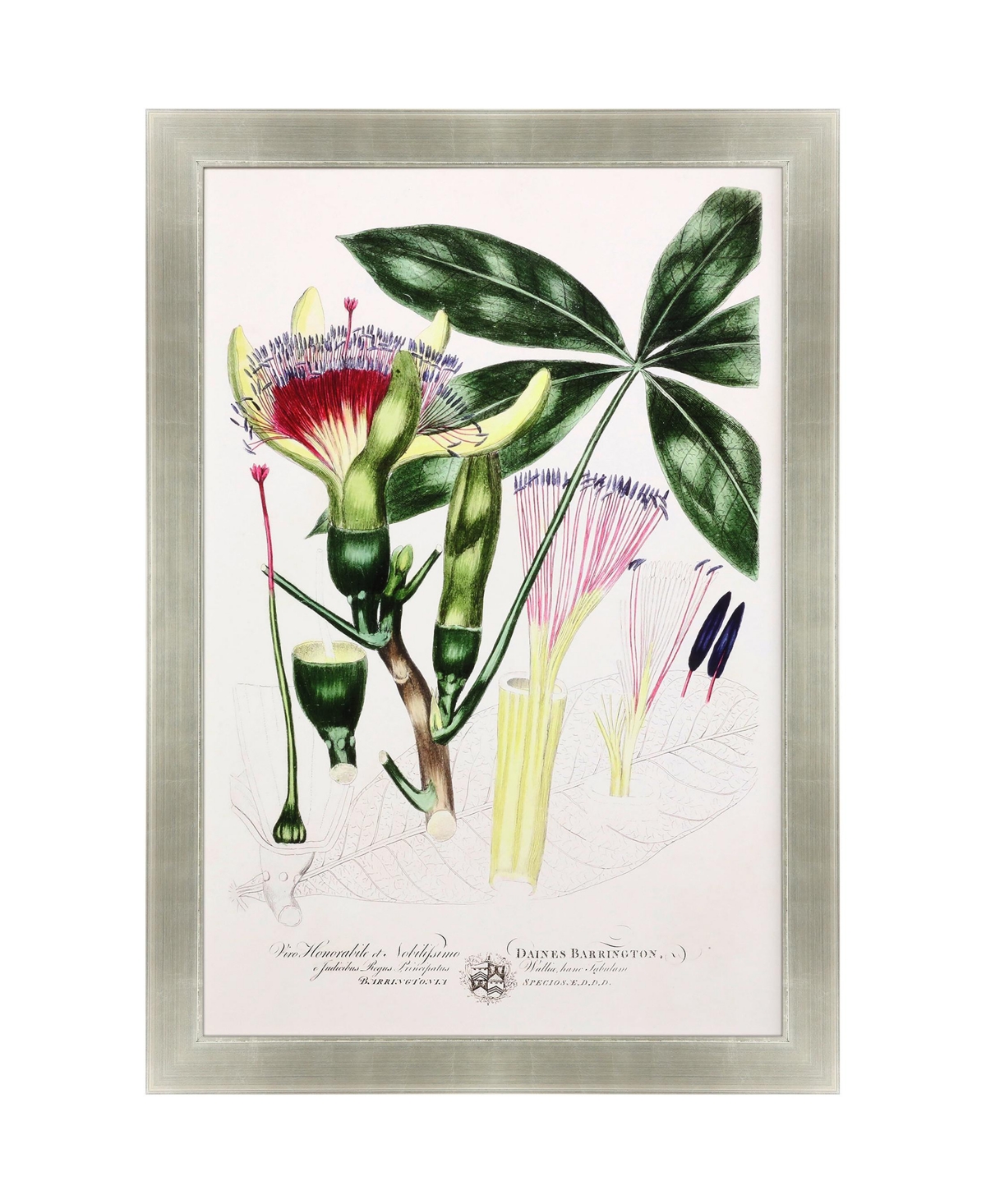 Paragon Picture Gallery Imperial Tropical Ii Framed Art In Green
