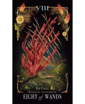 Midnight Magic- A Tarot Deck of Mushrooms by Sara Richard