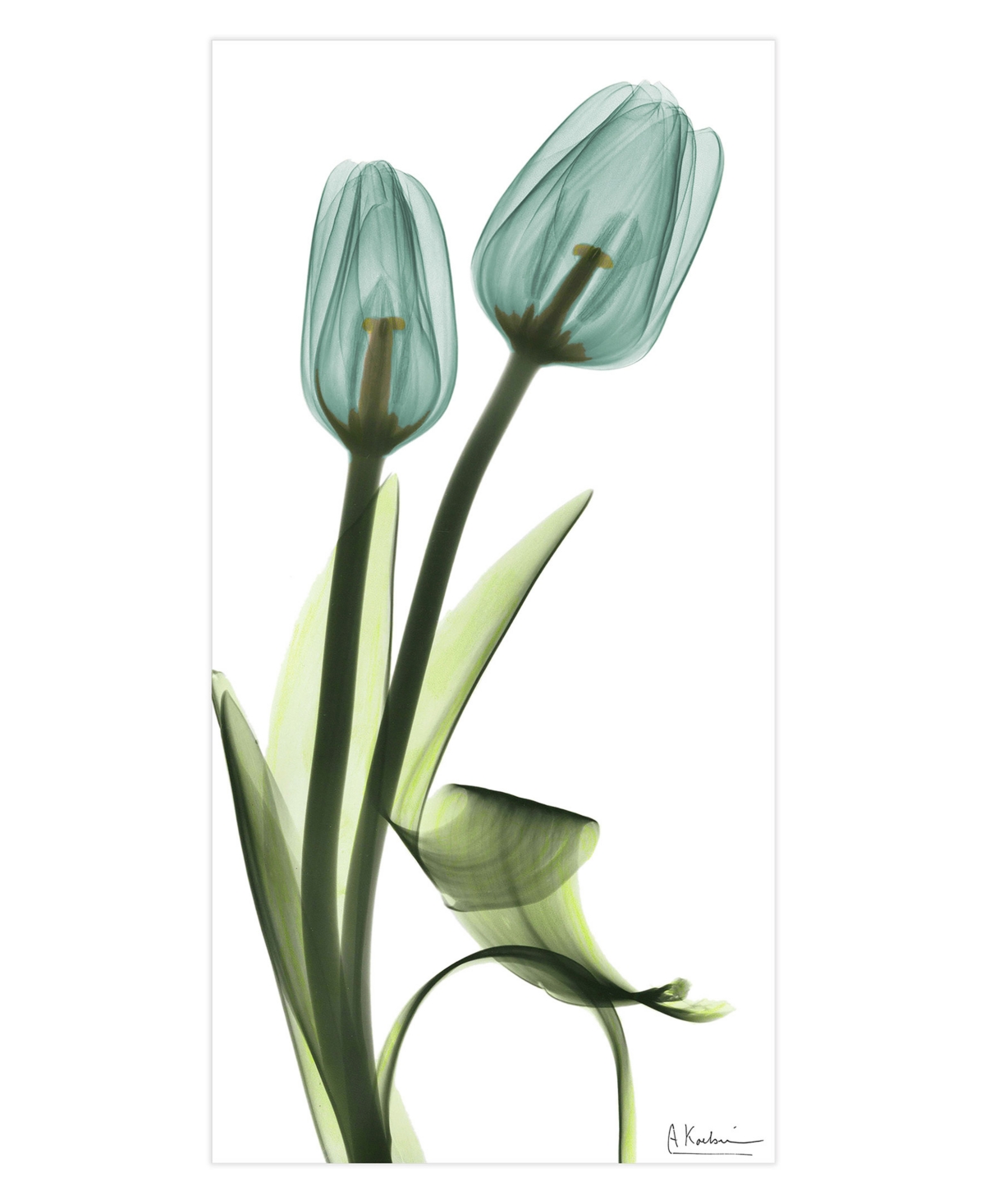 Empire Art Direct "blue Tulips" Frameless Free Floating Tempered Glass Panel Graphic Wall Art, 48" X 24" X 0.2" In Blue,green