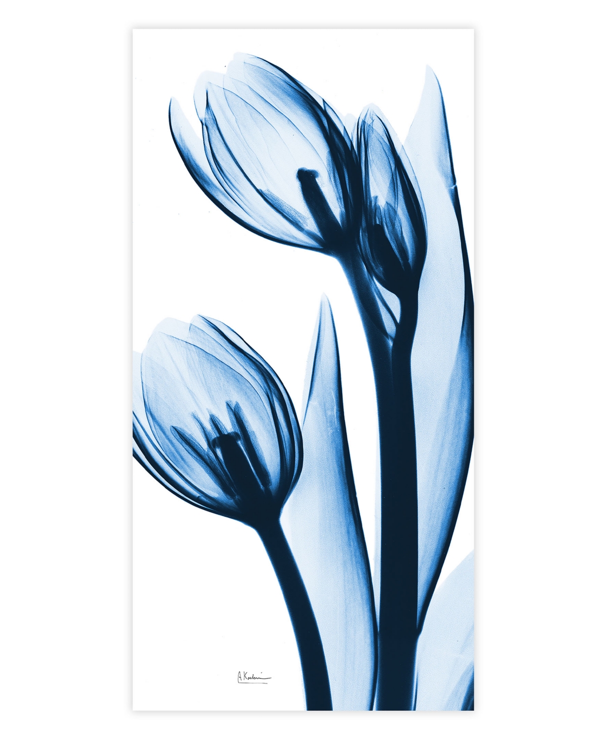 Empire Art Direct "two Blue Tulips" Frameless Free Floating Tempered Glass Panel Graphic Wall Art, 48" X 24" X 0.2"