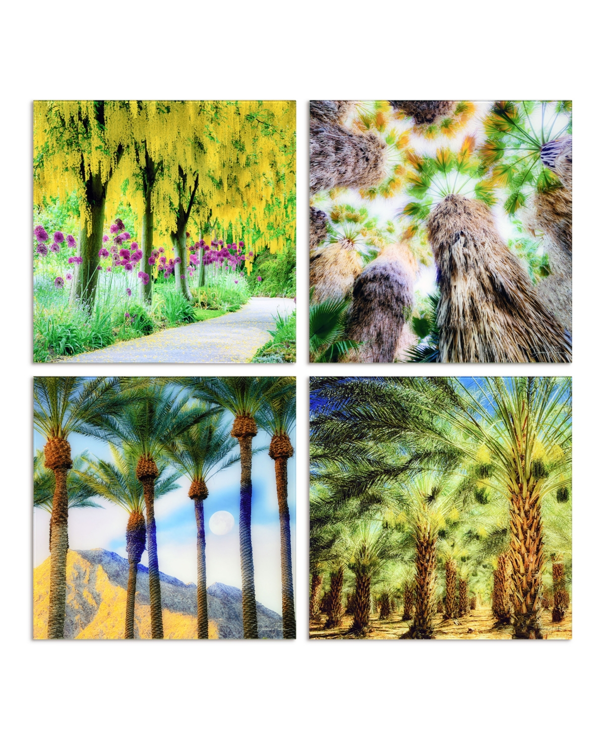 Empire Art Direct "palm Tree Groves" Frameless Free Floating Reverse Printed Tempered Glass Nature Scapes Wall Art, 20 In Multi-color