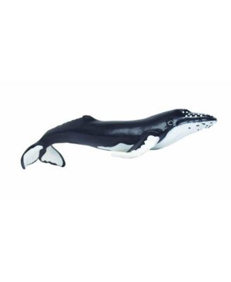 Humpback Whale Sea Life