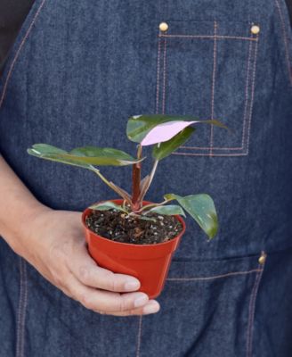 Philodendron Pink Princess in 4" Pot
