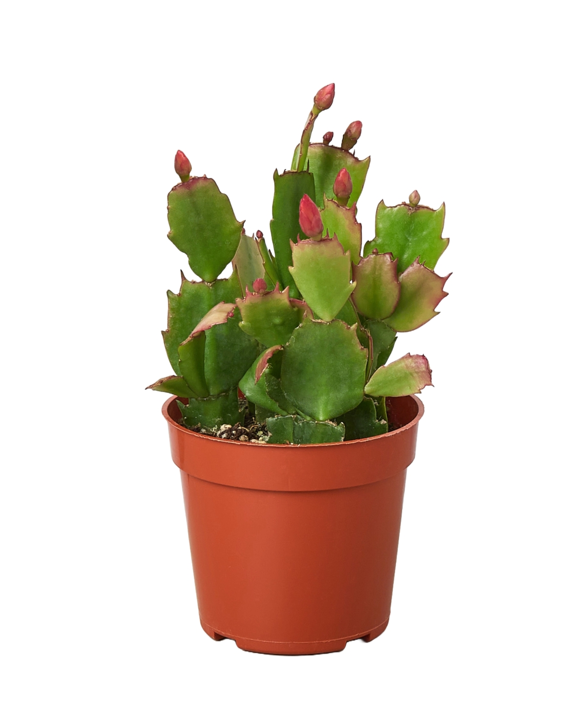 Zygo Christmas Cactus in 4" Pot