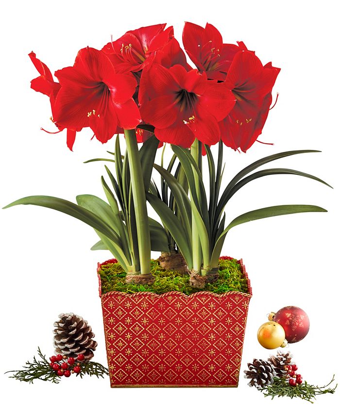 Harry & David Holiday Joy Themed Red Lion Amaryllis Trio Plant Macy's