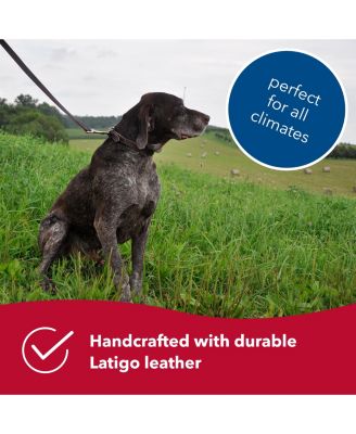 Circle T by Latigo Leather Twist Dog Leash with Brass Hardware (6') & Latigo Leather Round Dog Collar (3/8" x 14")