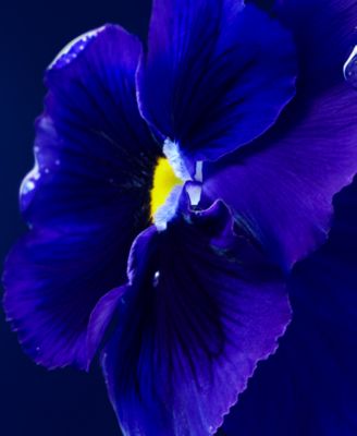 Hugo Boss Hugo Boss Men's BOSS Bottled Triumph Elixir Parfum Intense Spray, 3.3 oz.