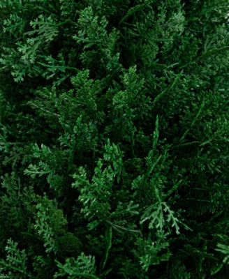 3ft. UV Resistant Artificial Cedar Plant with Integrated Ground Stake Indoor/Outdoor - Set of 2