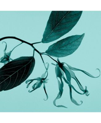 Tiffany & Co. Sheer Eau de Toilette Fragrance Collection