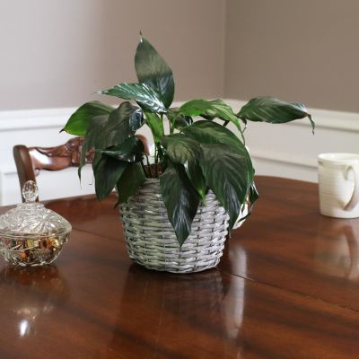 5-Piece Wicker Planter Basket Set with Handles - Plastic Lined Containers - For Indoor Use Only - Willow Wicker Construction with Steel Wire Frame - 8-Inch Diameter