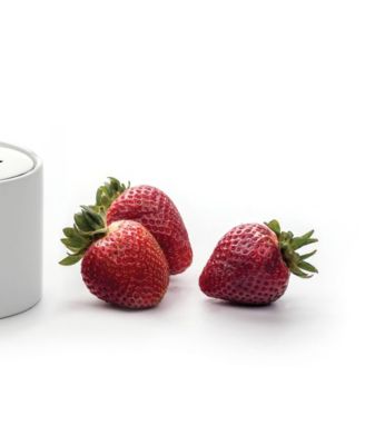 Endurance Stainless Steel 3.25" x 2.5" Fruit Fly Trap