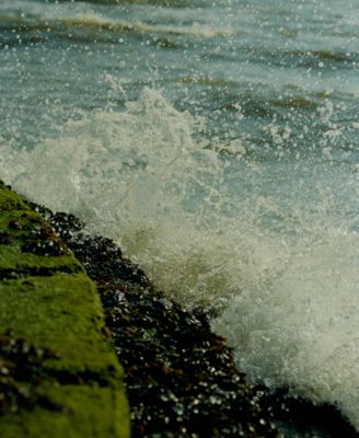 Wood Sage & Sea Salt Exfoliating Shower Gel, 6.7 oz.