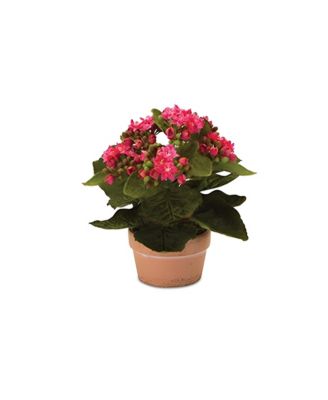 Set of 4 Kalanchoe Plants with Pots-7 Inches High, Lifelike Artificial Flowers in Stylish Containers for Home Decor