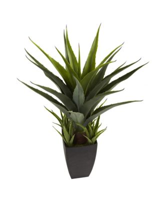 Agave Plant in Stylish Black Planter Modern Indoor Decoration