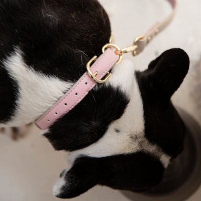 Dog Collar Cupertino Air Tag Enabled