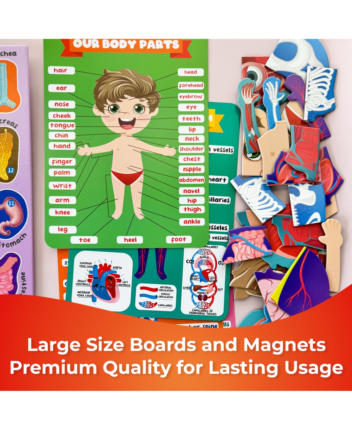 Quokka Human Body Parts Anatomy Skeleton Magnetic Puzzles for Kids 3-5 - Assorted Pre-pack (See Table 9