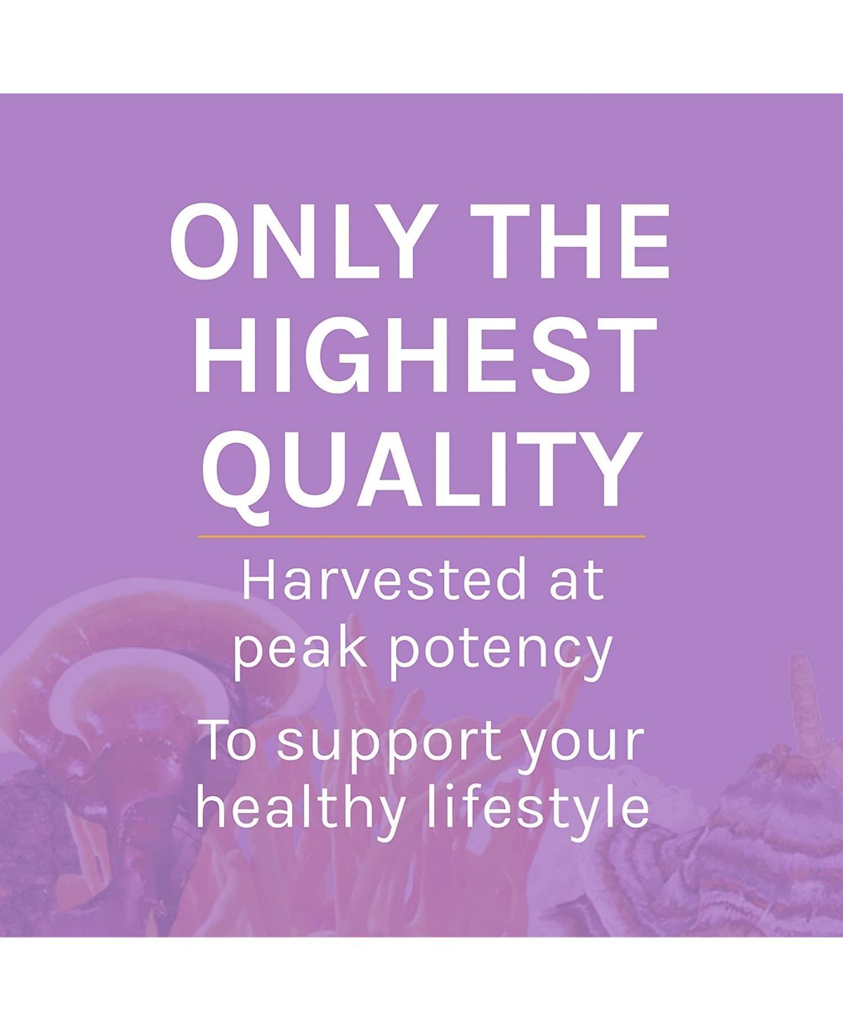 Host Defense Lion's Mane Powder - Brain Health Support Supplement - Mushroom Supplement to Support Focus & Memory Function - Immune & Nervous System S