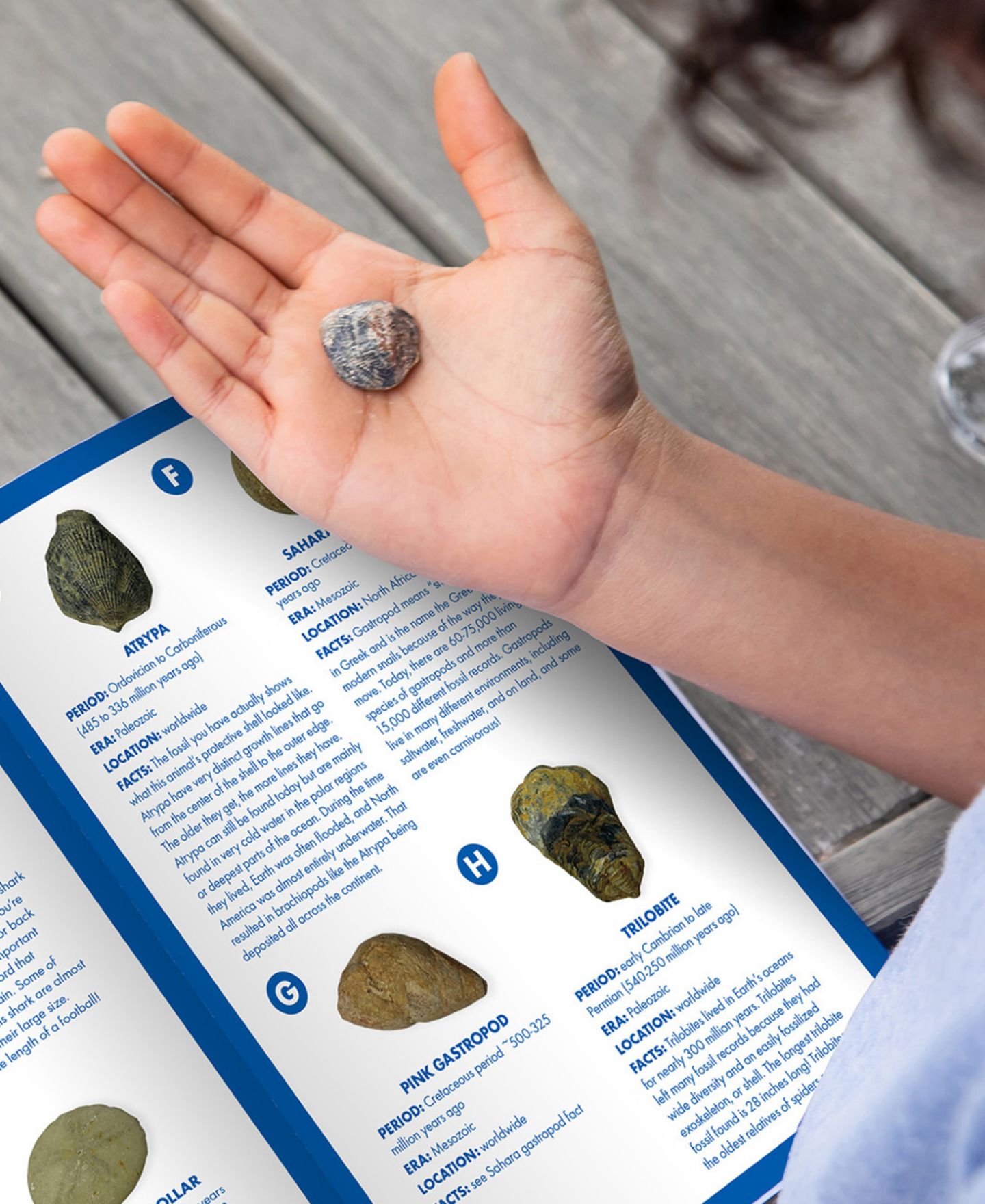 Детские игрушки Educational Insights GeoSafari Jr. Fossil Excavation Kit — фото 8