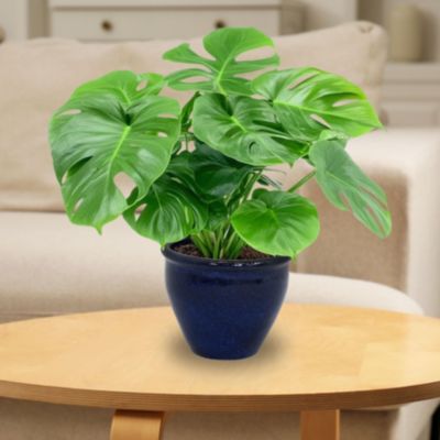 Chalet Outdoor/Indoor High-Fired Glazed UV- and Frost-Resistant Ceramic Planters with Drainage Holes - 2-Pack