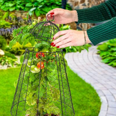Chicken Wire Plant Protector Cage - Garden Cloche with Removable Cover - 6 Pack - Protects from Rabbits and Animals