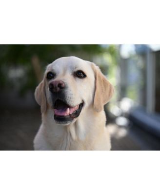 NIKKOR Z 28-75mm f/2.8 Lens