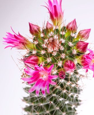 Moisture Conditioner, 33.8 oz.