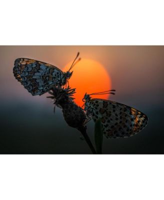 Laowa 58mm f/2.8 2X Ultra Macro APO Lens for Sony E