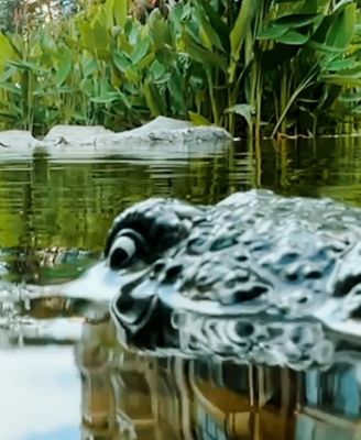 Jupiter Creations Remote Control Crocodile for the Water, with Twin Propellers and Tail Motion, 8 Pieces