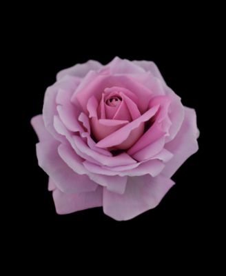 Rose Synactif Eau de Parfum, 1.7 oz.