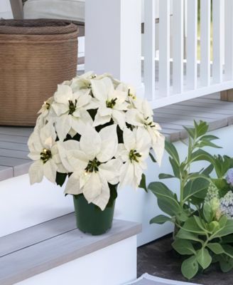 Puleo 22" Pre-Lit Artificial Potted White Poinsettias