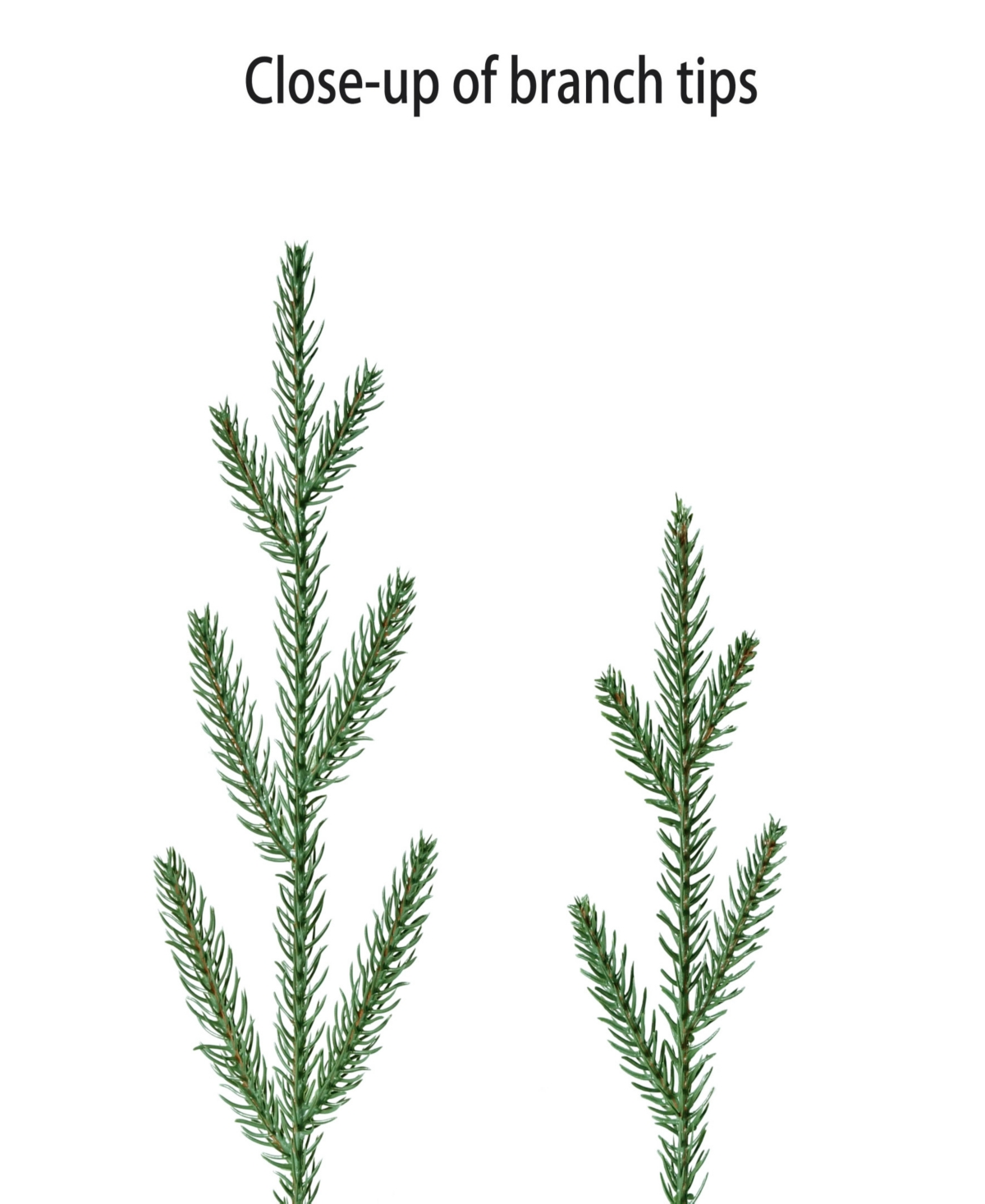Puleo 3' Pre-lit Artificial Christmas Tree In Burlap Sac Base In Green