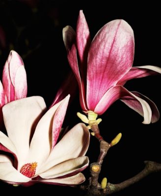 Jumpsuit Le Vestiaire Parfum, 1.1 oz.