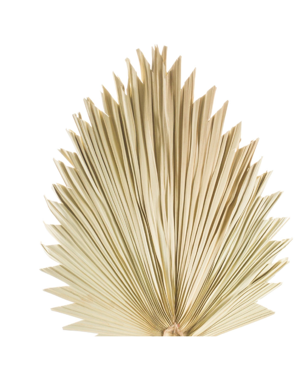 Premium Quality Tropical Fan Palm Leaf Bundle Set of 6 Realistic Foliage Stems for Home and Event Decoration