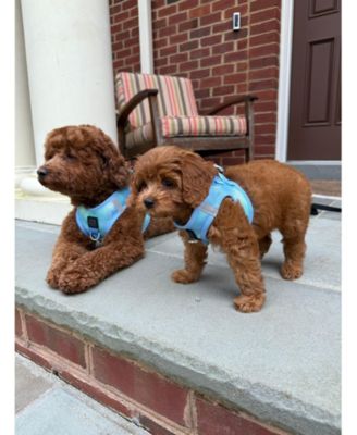 The AIR Harness - Ocean