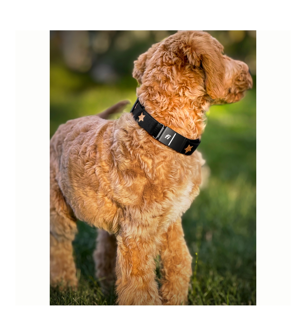 The Dogistry x Fi Rockstar Collar