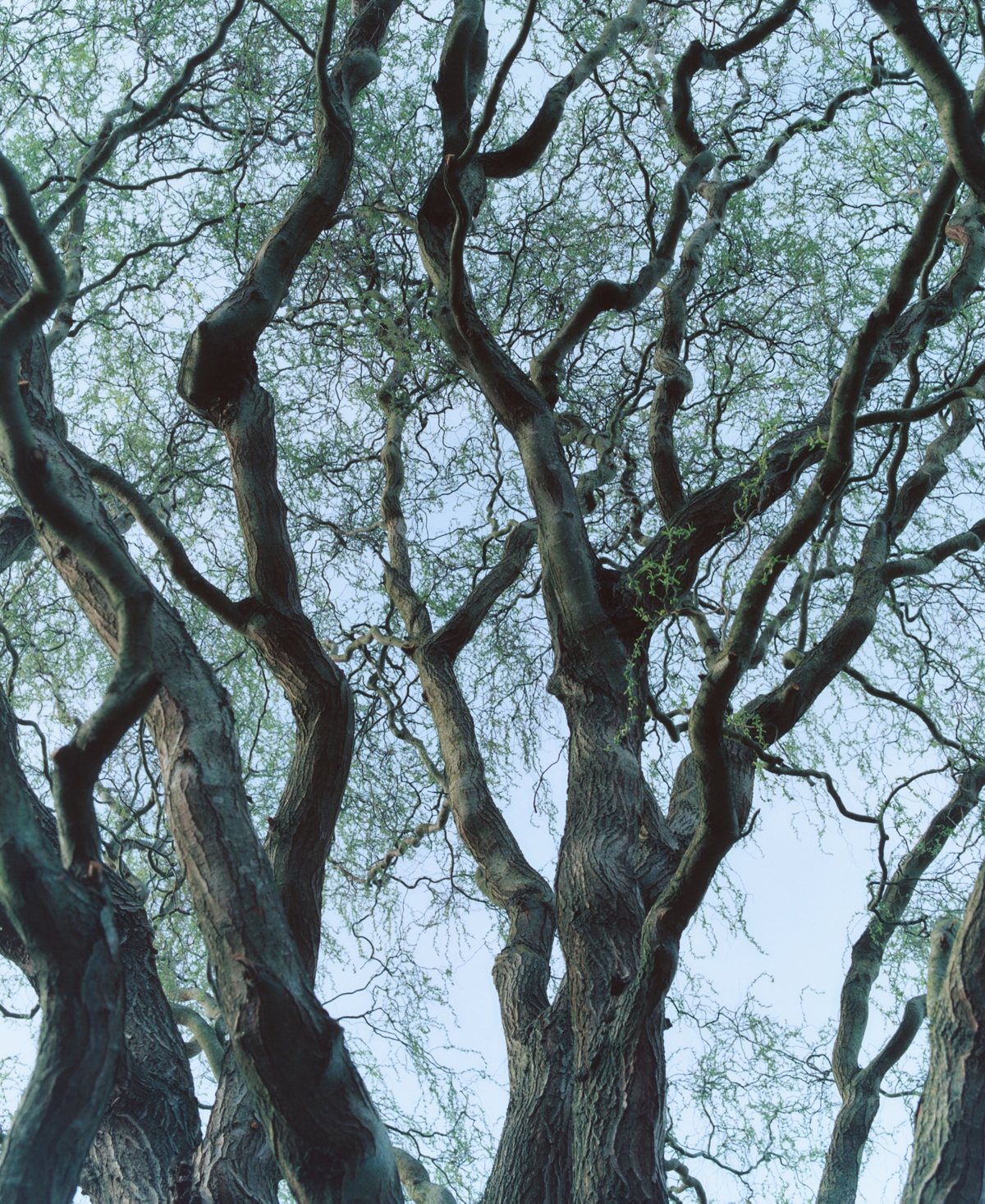 Byredo Tree House Room Spray, 8.5 oz.