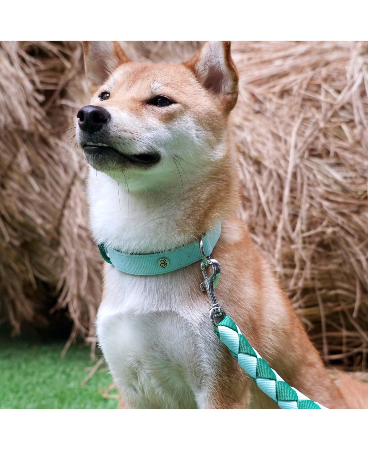 Blueberry Pet Color-Block with Metal Buckle Dog Collar Sky Blue and Dark Green Neck 13"-16.5" Medium