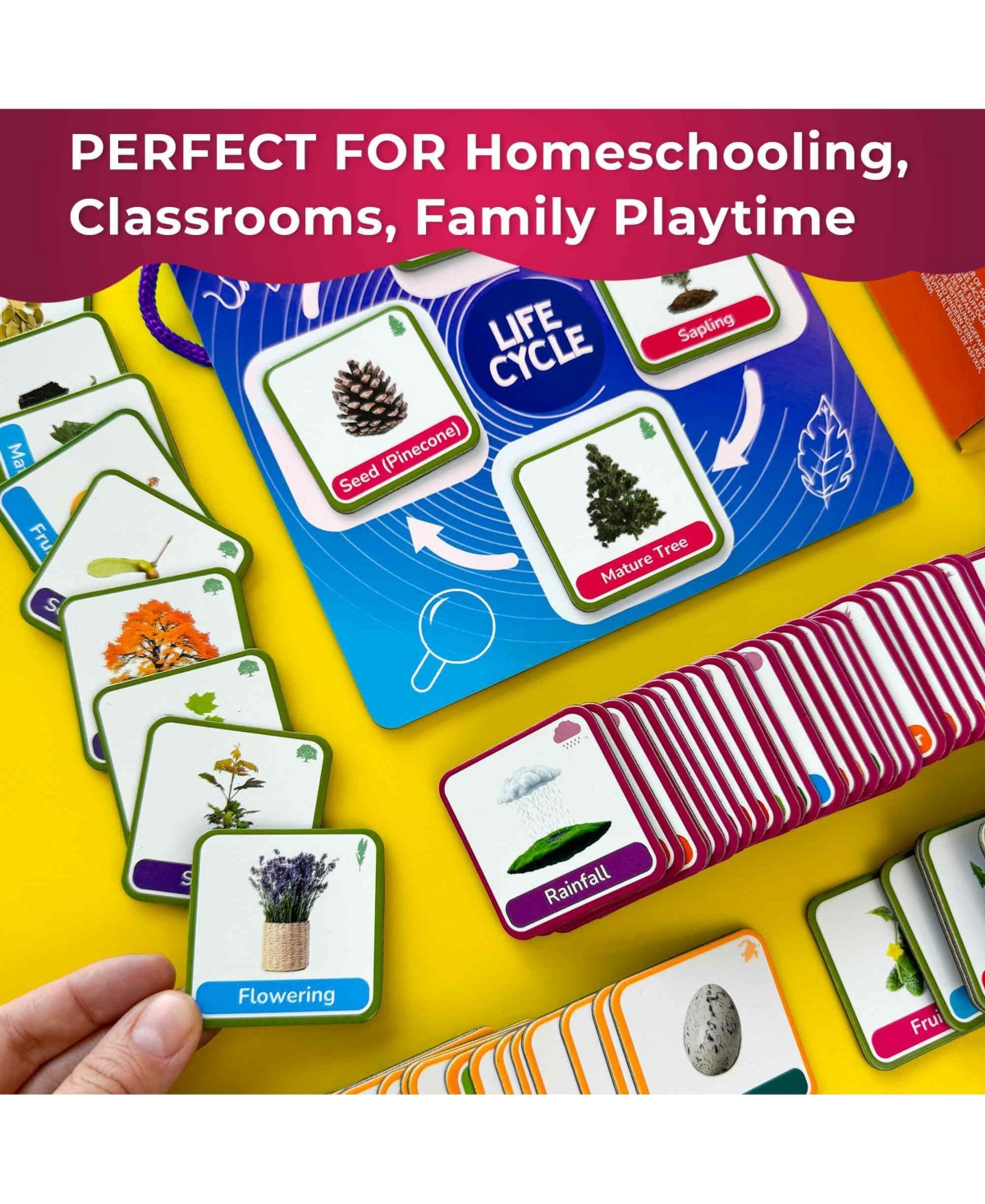 Quokka Life CycleToys for Kids - 30 Flashcards Toddler Science Kit Ages 2-4 - 120 Magnetic Flash Cards