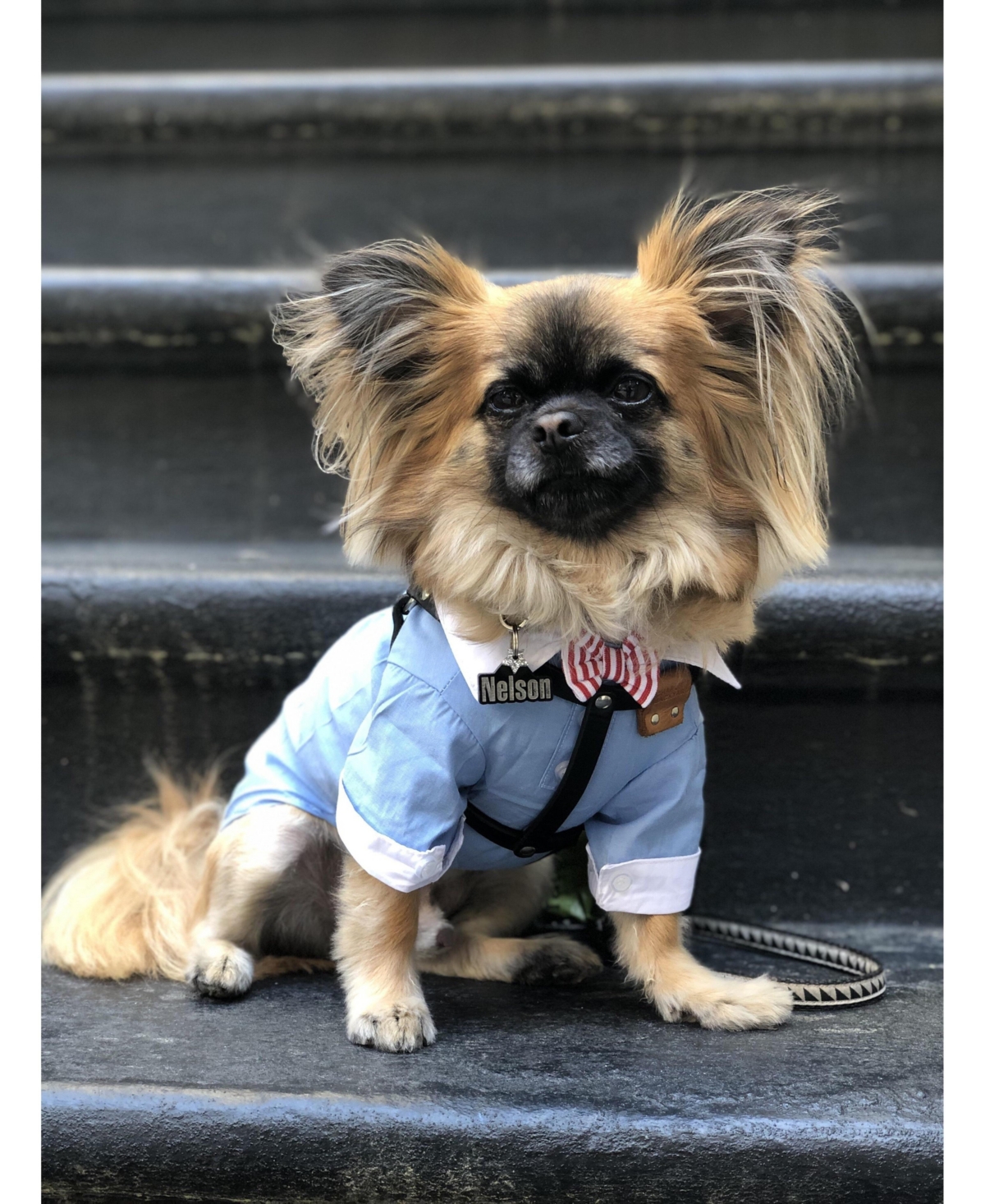 Parisian Pet Square Cuff Shirt Bow Tie