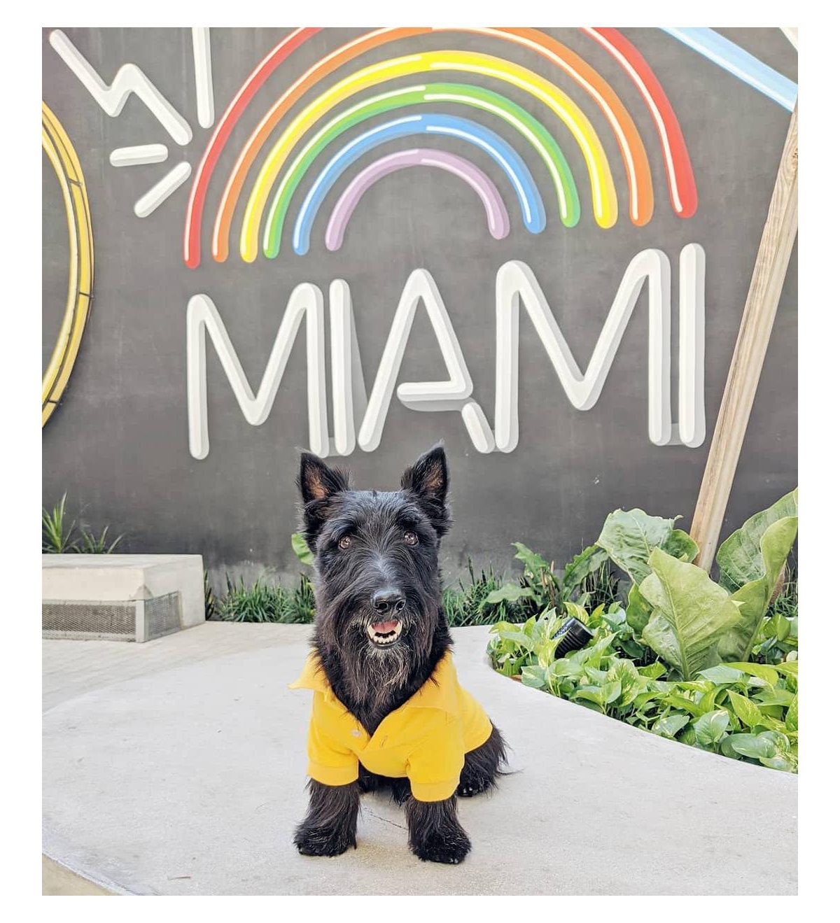 Parisian Pet Polo Yellow