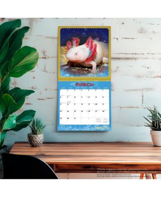 Adorable Axolotl | 2026 12 x 24 Inch (Hanging) Monthly Square Wall Calendar | Plastic-Free