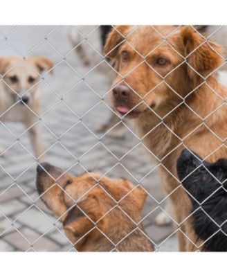 Farm Fence 5.6ft x 57ft Galvanized Field Wire