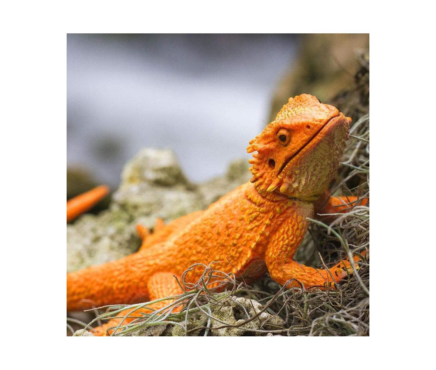 Детская фигурка Safari Ltd Realistic Bearded Dragon Incredible Creatures Figurine, Ages 3+ — фото 3