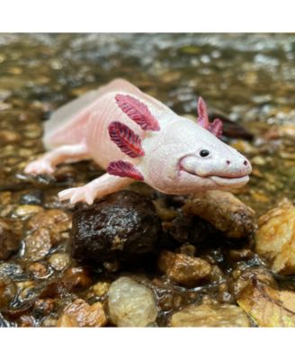  Axolotl