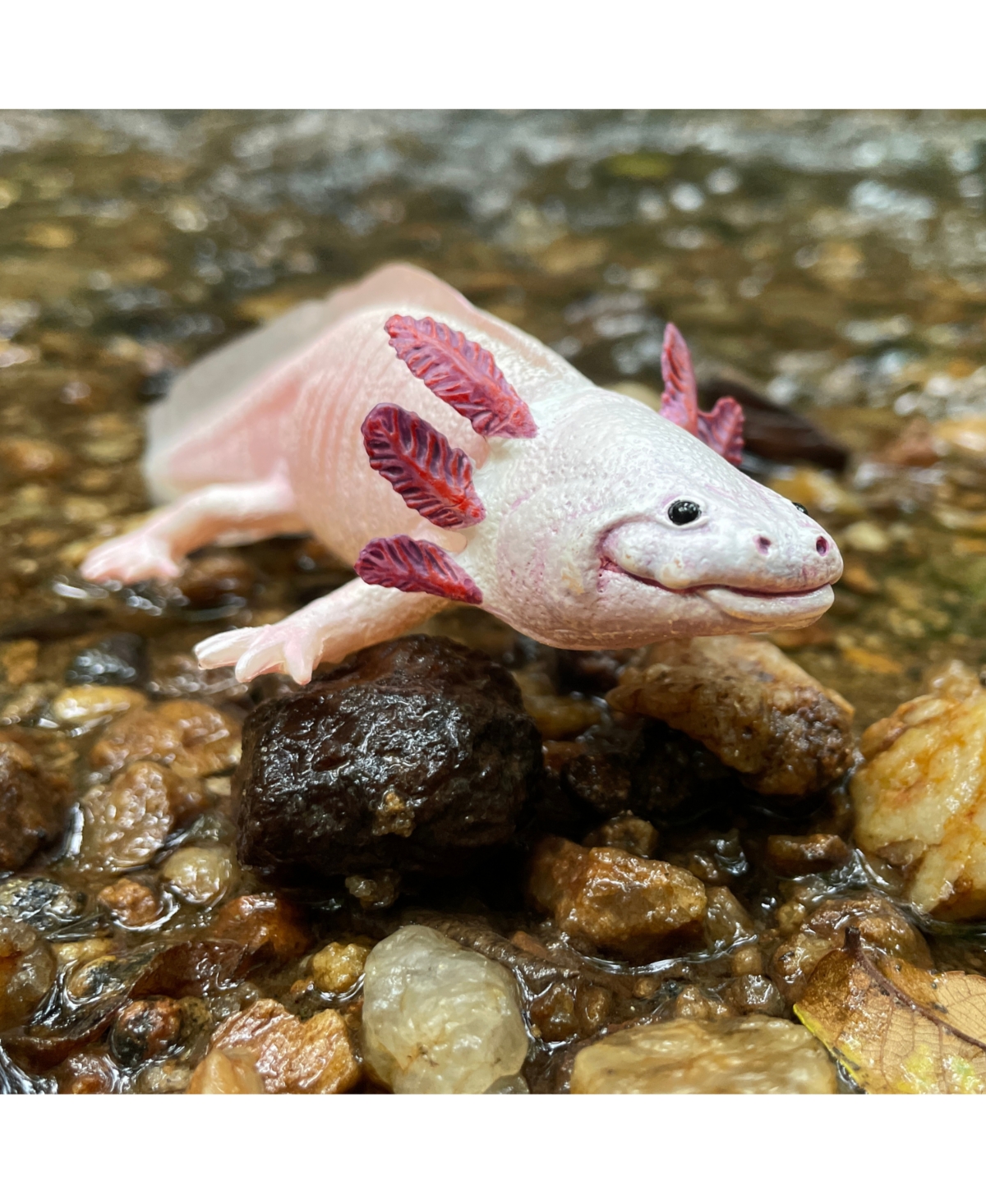 Safari Ltd. Axolotl
