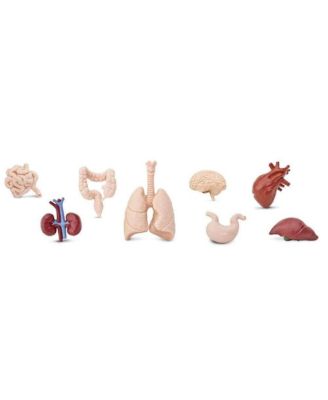 The Human Organs TOOB