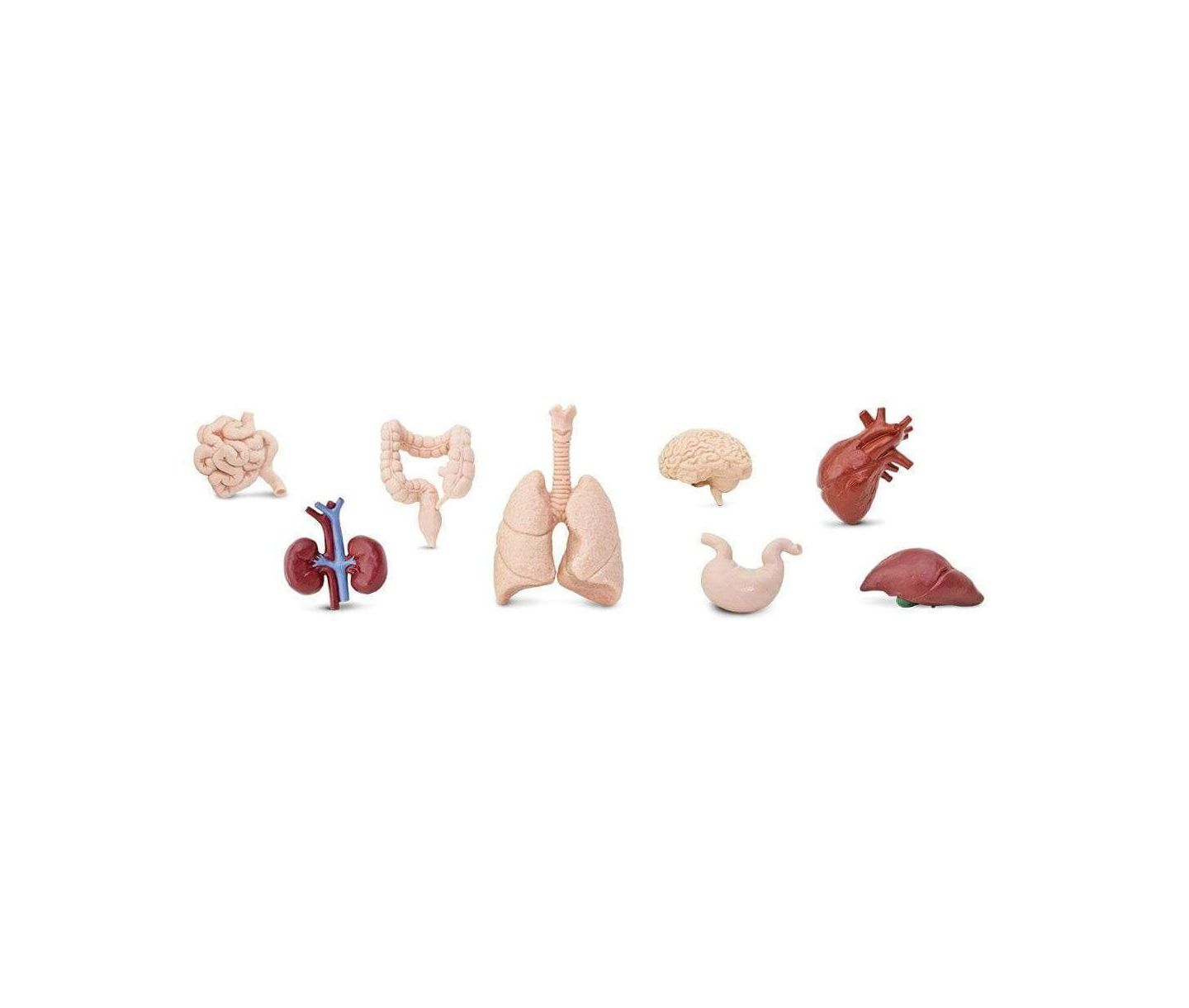 Детские игрушки Safari Ltd. The Human Organs Toob — фото 3