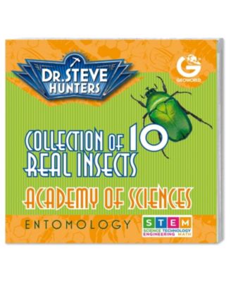 Bug's World - Collection of 10 Real Insects